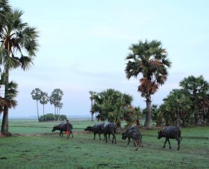 Destination: Svay Rieng